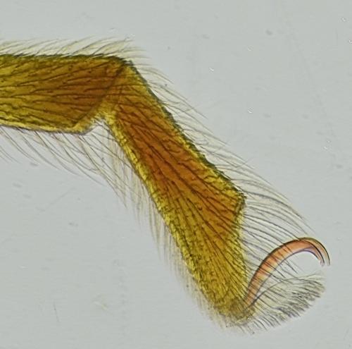 Réf. 321 093 : Allothrombium sp.